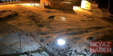 Bozayı evin bahçesine girdi, kızıl tilki çöpte yiyecek aradı