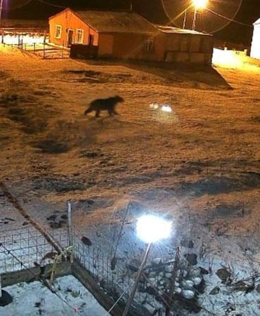 Bozayı evin bahçesine girdi, kızıl tilki çöpte yiyecek aradı