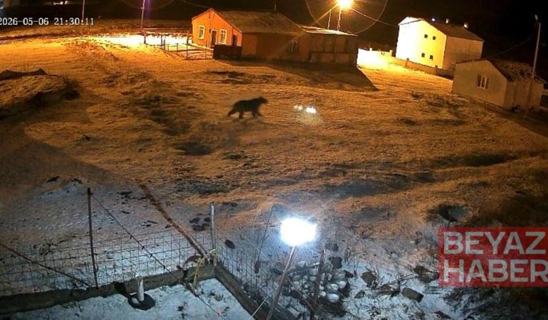 Bozayı evin bahçesine girdi, kızıl tilki çöpte yiyecek aradı