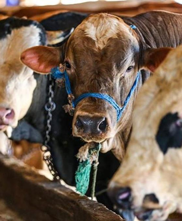 SON DAKİKA HABERİ: İstanbul'a kurbanlık hayvan girişleri başladı