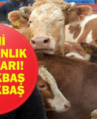 KURBANLIK FİYATLARI 2026: Büyükbaş Küçükbaş Kurbanlık ve Hisse Fiyatları Ne? Bu Yıl Kurbanlıklar Ne Kadar?
