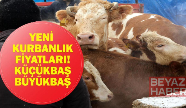 KURBANLIK FİYATLARI 2026: Büyükbaş Küçükbaş Kurbanlık ve Hisse Fiyatları Ne? Bu Yıl Kurbanlıklar Ne Kadar?