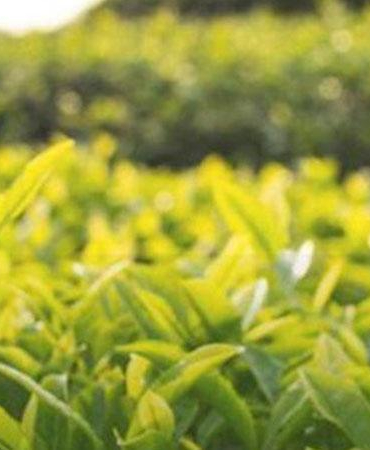 Yaş çay alım bedeli 35 TL olarak belirlendi