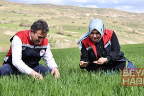 Yağışlar nedeniyle tarımda