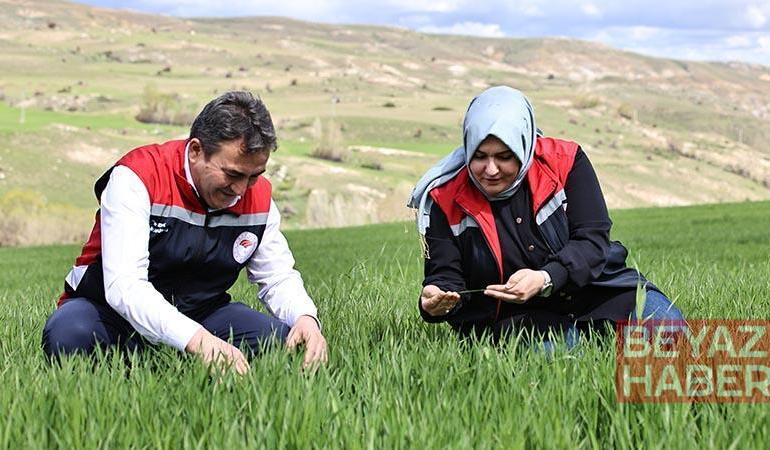 Yağışlar nedeniyle tarımda