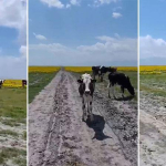 Koruma altındaki Eber sarısının yetiştiği alanda hayvan otlatılmasına inceleme