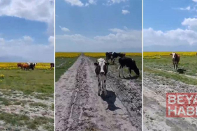 Koruma altındaki Eber sarısının yetiştiği alanda hayvan otlatılmasına inceleme