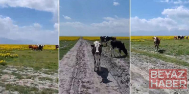Koruma altındaki Eber sarısının yetiştiği alanda hayvan otlatılmasına inceleme