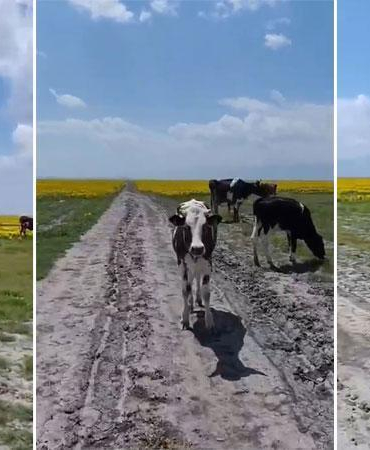 Koruma altındaki Eber sarısının yetiştiği alanda hayvan otlatılmasına inceleme