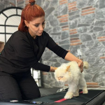 18 yaşındaki kediye fizyoterapi desteği