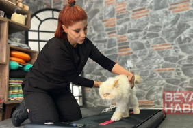 18 yaşındaki kediye fizyoterapi desteği