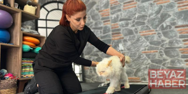 18 yaşındaki kediye fizyoterapi desteği