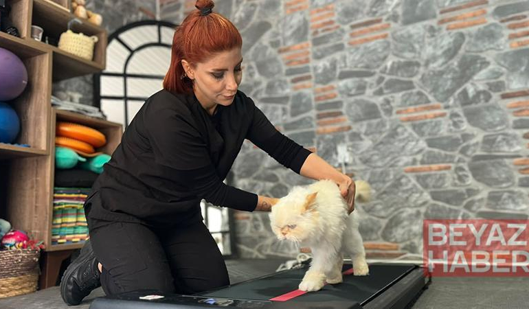 18 yaşındaki kediye fizyoterapi desteği