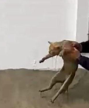 Sel sularına kapılan kediyi boğulmaktan kurtardı