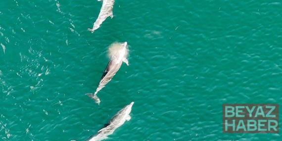 Tekirdağ açıklarında yunus sürüsü dronla görüntülendi