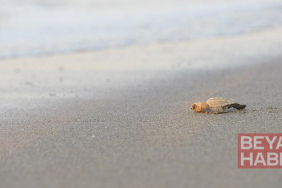 32 yıllık caretta mücadelesi; 1,5 milyon yavru denize ulaştı