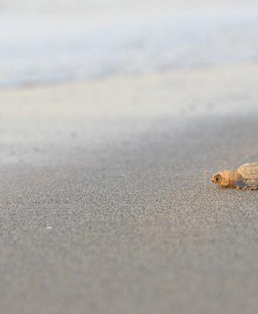 32 yıllık caretta mücadelesi; 1,5 milyon yavru denize ulaştı