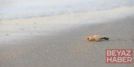 32 yıllık caretta mücadelesi; 1,5 milyon yavru denize ulaştı