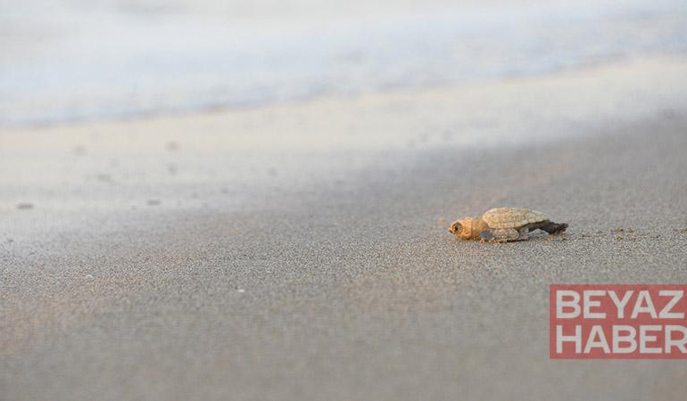 32 yıllık caretta mücadelesi; 1,5 milyon yavru denize ulaştı