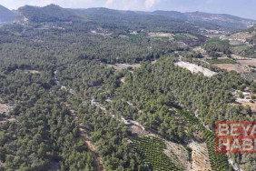 Mersin’de ormanlık alanlara giriş yasaklandı
