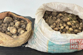 Tunceli’de izinsiz 31 kilo salep yumrusu toplayan 3 kişiye 2 milyon TL ceza