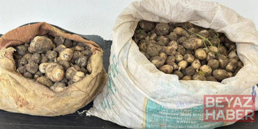 Tunceli’de izinsiz 31 kilo salep yumrusu toplayan 3 kişiye 2 milyon TL ceza