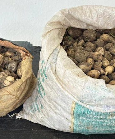 Tunceli’de izinsiz 31 kilo salep yumrusu toplayan 3 kişiye 2 milyon TL ceza