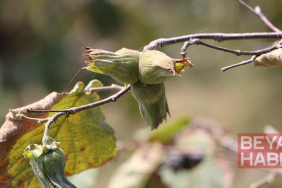 Prof. Dr. Demir: Fındıkta sulama lüks değil, zorunlu bir ihtiyaçtır