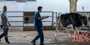 Hayvan yakalama timi, kaçan kurbanlıklar için göreve hazır