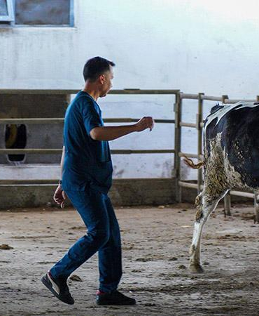 Hayvan yakalama timi, kaçan kurbanlıklar için göreve hazır