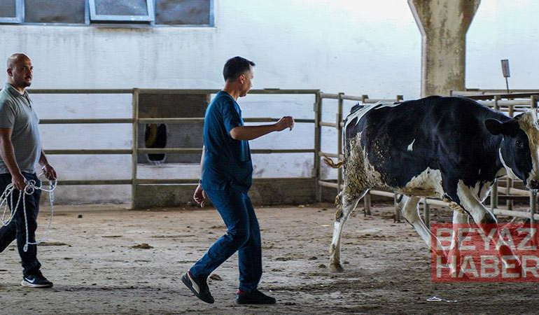 Hayvan yakalama timi, kaçan kurbanlıklar için göreve hazır
