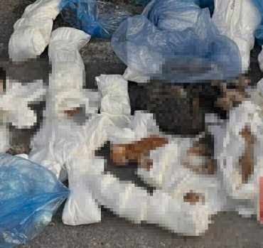 İzmir'de vahşet! 33 kedi ölü bulundu... Soruşturma başlatıldı: 1 veteriner hekim gözaltına alındı