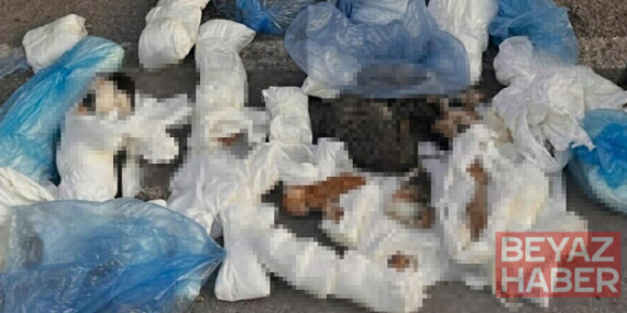 İzmir'de vahşet! 33 kedi ölü bulundu... Soruşturma başlatıldı: 1 veteriner hekim gözaltına alındı
