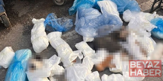’33 ölü kedi’ vahşetinde yeni gelişme: Serbest bırakılan veteriner hekim gözaltına alındı