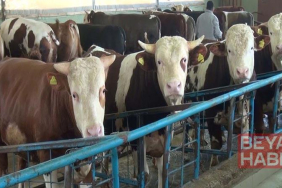 Kurban kesiminde zoonotik bulaş uyarısı; kuduz, tetanoz ve orf hastalığına dikkat