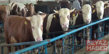 Kurban kesiminde zoonotik bulaş uyarısı; kuduz, tetanoz ve orf hastalığına dikkat