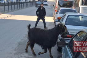 Sahibinin elinden kaçan kurbanlık keçi, uzun uğraşlar sonucu yakalandı