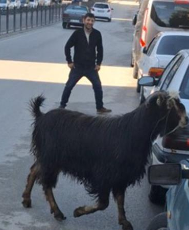 Sahibinin elinden kaçan kurbanlık keçi, uzun uğraşlar sonucu yakalandı