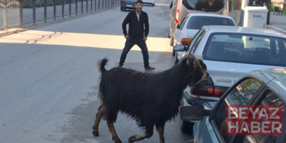 Sahibinin elinden kaçan kurbanlık keçi, uzun uğraşlar sonucu yakalandı