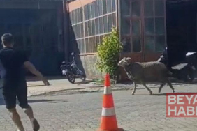 Sahibinin elinden kaçan kurbanlık koç, zor anlar yaşattı