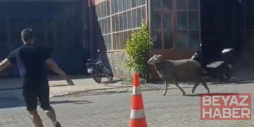 Sahibinin elinden kaçan kurbanlık koç, zor anlar yaşattı