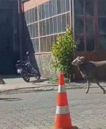 Sahibinin elinden kaçan kurbanlık koç, zor anlar yaşattı