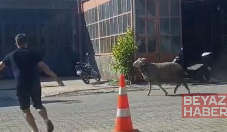 Sahibinin elinden kaçan kurbanlık koç, zor anlar yaşattı