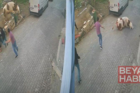 Kesilmek üzereyken kaçan boğa güçlükle yakalandı; o anlar kamerada