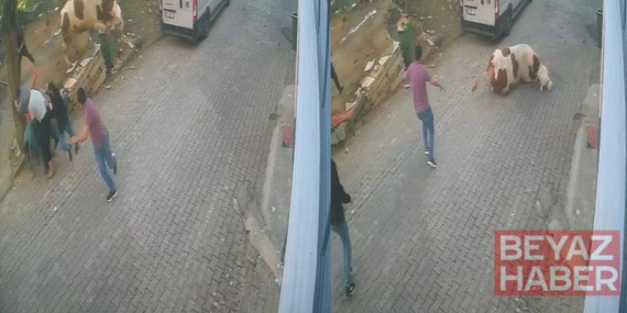 Kesilmek üzereyken kaçan boğa güçlükle yakalandı; o anlar kamerada