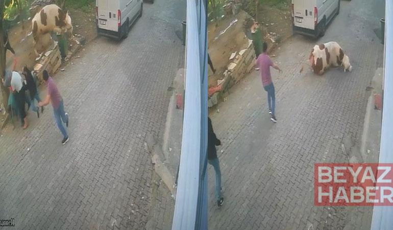 Kesilmek üzereyken kaçan boğa güçlükle yakalandı; o anlar kamerada