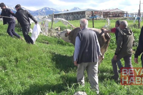 Kurban keserken kalp krizi geçirip öldü