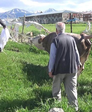Kurban keserken kalp krizi geçirip öldü