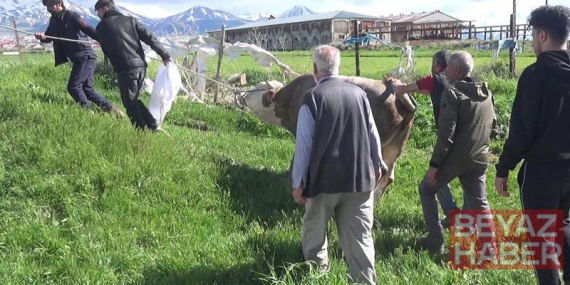 Kurban keserken kalp krizi geçirip öldü