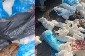 İzmir’de 33 kedinin ölü bulunduğu olayda yeniden gözaltına alınan veteriner tutuklandı